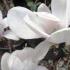 Magnolia X Soulangeana Lennei, Saucer or Chinese Magnolia to buy online at our London garden centre, UK