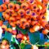 Pyracantha Saphyr Orange. Buy Online London UK.