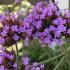 Verbena Bonariensis produces profuse flowers throughout the summer, loved by pollinators and thrives in coastal areas