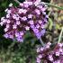 Cluster of South American Vervain flowerheads, growing in an English garden