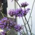 Verbena Bonariensis flowering in a UK garden