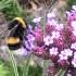 Verbena Bonariensis is a magnet for pollinators, growing in a UK garden