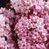 Viburnum Bodnantense Dawn Viburnum Dawn Winter Flowering shrub for sale online, UK delivery