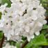 viburnum-burkwoodii-deciduous-shrub-white-fragrant-flowers