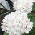 Viburnum Carlesii Aurora close up detail of fragrant pale pink flowers and foliage