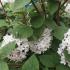 Viburnum Carlesii Aurora shrub flowering in May, buy online UK