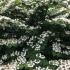 Viburnum Mariesii or Japanese Snowball shrub flowering in early summer UK