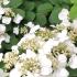 Viburnum Mariesii or Japanese Snowball shrub flowers and foliage detail, UK garden.