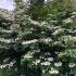 Viburnum Mariesii in full bloom in a landscape setting in the UK