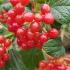 Autumn berries for wildlife on Viburnum Opulus Compactum or Guelder Rose in the Autumn