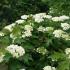 Viburnum Opulus Compactum shrubs for sale at our London plant centre, buy online with UK delivery.