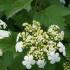 Viburnum Opulus Compactum flowering - for sale online UK delivery