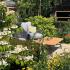 Viburnum Mariesii or Japanese Snowball shrub flowering in an English garden UK