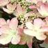 White flowering Viburnum Plicatum Kilimanjaro Sunrise for sale UK