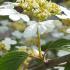 Viburnum Kilimanjaro Sunrise detail of this unusual lacecap variety flowering early summer