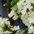 Close up of flowers of Viburnum Plicatum Popcorn, flowering shrub for sale UK