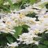 Viburnum Plicatum Watanabe Japanese Snowball