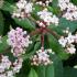 Viburnum Tinus, hardy shrub specialist nursery, Paramount Plants and Gardens UK. 