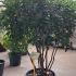Viburnum Tinus Eve Price 1.25-1.5 m buy online UK.