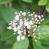 Viburnum Tinus Grandiflora evergreen shrub in bud - buy UK