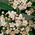 Viburnum Tinus Grandiflora flowering evergreen shrub for sale online with UK delivery