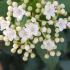 Viburnum Tinus Grandiflora