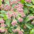 Viburnum Tinus Gwenllian evergreen shrub with pink flower buds in Spring