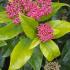 Viburnum Tinus Gwenllian flower buds and evergreen foliage, flowering in Spring time in the UK