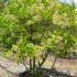 A glossy evergreen shrub ideal for hedging. Featuring dark green leaves. clusters of white flowers and metallic blue berries for year round interest