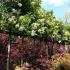 Viburnum Tinus Lucidum Tree, Trees and Shrubs UK