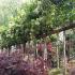 Viburnum Tinus Lucidum full standard trees for sale UK 