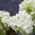 Dramatic effect in gardens with its snowball-like clusters of pure white flowers. Perfect for adding elegance and charm to any landscape.