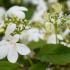 Viburnum Plicatum Watanabe adds beauty and structure to any garden. Followed by vibrant red berries that turn black in autumn