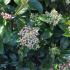 Detailed image of Viburnum Burkwoodii x Burkwoodii showing buds, flowers and foliage - buy online UK