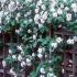 Viburnum x Juddii for sale online from Paramount Plants centre in London UK