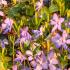 Vinca Minor flowering, evergreen ground cover plant for low maintenance areas of the garden