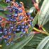 Viburnum Davidii evergreen foliage with Autumn berries loved by wildlife