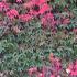 Autumn colour foliage detail of Parthenocissus Quinquefolia aka Virginia Creeper