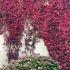 Spectacular Autumn colour of Virginia Creeper scaling the side of a house