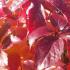 Parthenocissus Quinquefolia Red Wall Troki, Climber, buy online UK