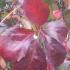 Virginia Creeper Red Wall Troki (as it is commonly known), a striking variety of ivy for sale online UK delivery