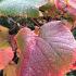 Autumn foliage colour of Vitis Coignetiae Buy Crimson Glory Vine Climber