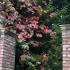 Vitis Coignetiae Buy Crimson Glory Vine Climber at the entrance to a walled garden