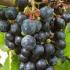 Vitis Schuyler Grape. Grape Vine Schuyler, black table grapes, for Sale Online UK