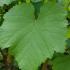 Black grape vine, showing vine leaves, large sized vines grown on a bamboo frame, for sale online with UK and Ireland delivery.