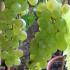 Muscat Blanc à Petits Grains. Vitis Vinifera Blanc Climber, buy UK delivery.