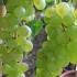 Muscat Blanc à Petits Grains. Vitis Vinifera Blanc Climber, buy UK delivery.