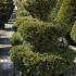 Large Wedding Cake topiary trees made from Yew, botanical name Taxus Baccata buy online with UK wide delivery.