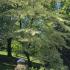 Wedding Cake Tree in Mature Garden