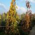 Weeping beech trees to buy online, London UK